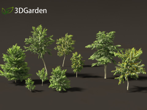 Cananga odorata - Ylang Ylang Modello 3D