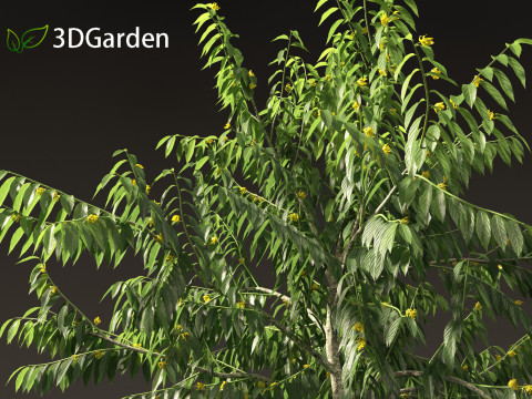 Cananga odorata - Ylang Ylang Modello 3D