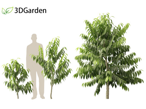 Cananga odorata - Ylang Ylang Modello 3D