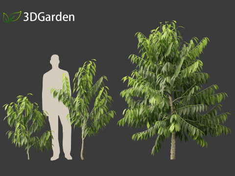 Cananga odorata - Ylang Ylang Modello 3D