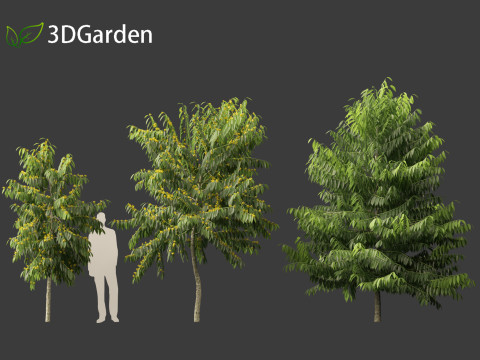 Cananga odorata - Ylang Ylang Modello 3D