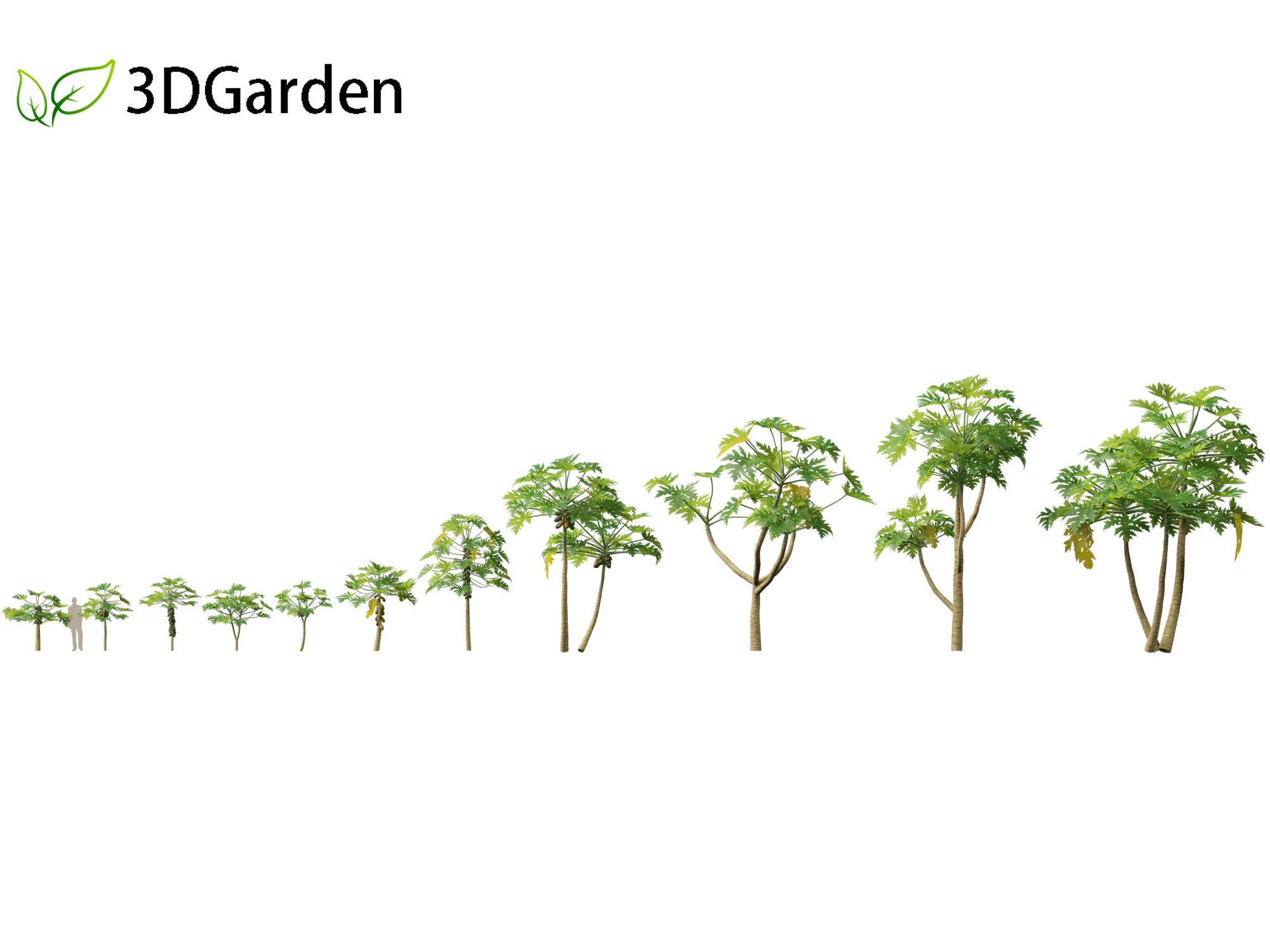 Carica papaya - Pawpaw 3D Model .c4d .max .obj .3ds .fbx .stl .blend 