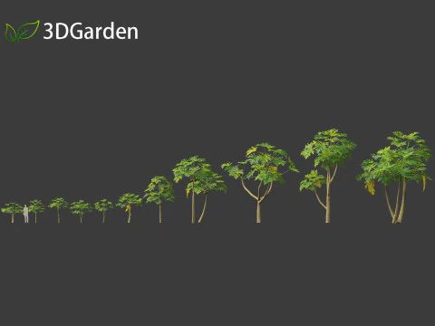Carica papaya - Pawpaw 3D Model