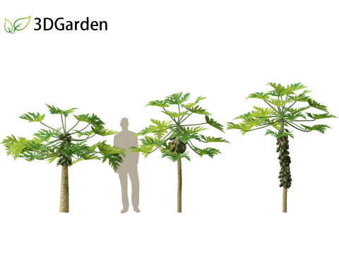 Carica papaya - Pawpaw Model 3D