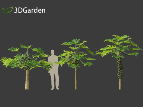 Carica papaya - Pawpaw 3D Model