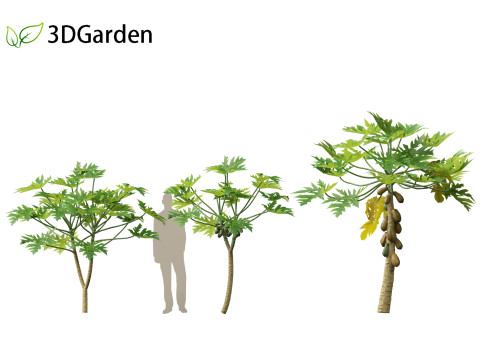 Carica papaya - Pawpaw Model 3D