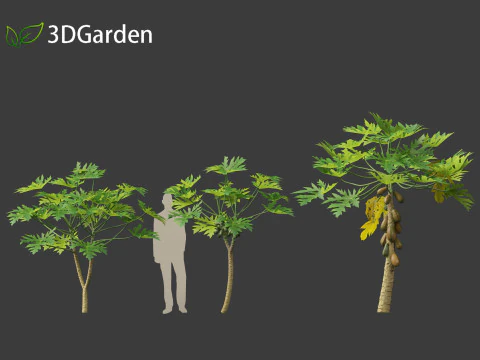 Carica papaya - Pawpaw 3D Model