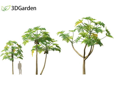 Carica papaya - Pawpaw Model 3D