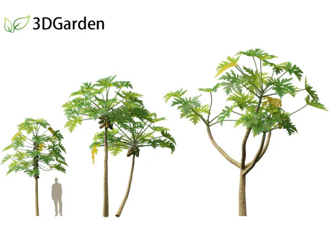 Carica papaya - Pawpaw 3D Model
