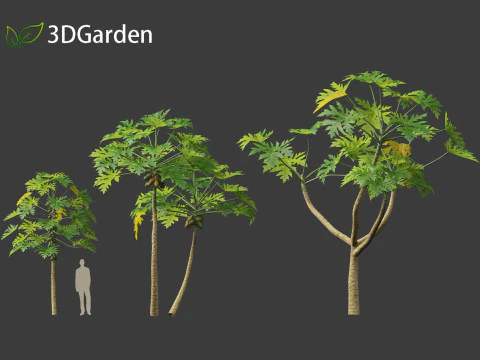 Carica papaya - Pawpaw 3D Model