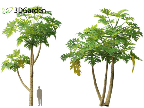 Carica papaya - Pawpaw Model 3D