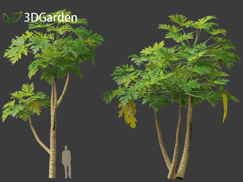 Carica papaya - Pawpaw Model 3D