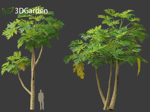 Carica papaya - Pawpaw 3D Model