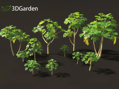 Carica papaya - Pawpaw 3D Model