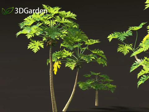 Carica papaya - Pawpaw 3D Model
