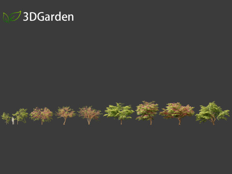 Cassia javanica - apple blossom tree 3D Model
