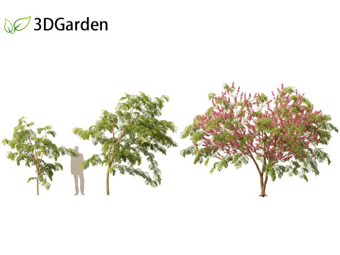 Cassia javanica - apple blossom tree 3D Model