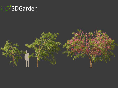 Cassia javanica - apple blossom tree 3D Model