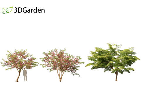 Cassia javanica - apple blossom tree 3D Model