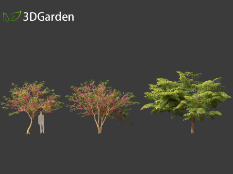 Cassia javanica - apple blossom tree 3D Model