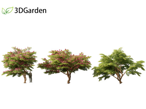 Cassia javanica - apple blossom tree 3D Model