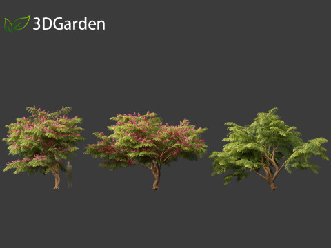 Cassia javanica - apple blossom tree 3D Model