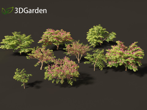 Cassia javanica - apple blossom tree 3D Model