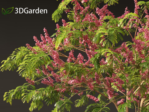 Cassia javanica - apple blossom tree 3D Model