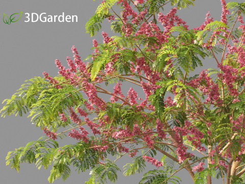 Cassia javanica - apple blossom tree 3D Model