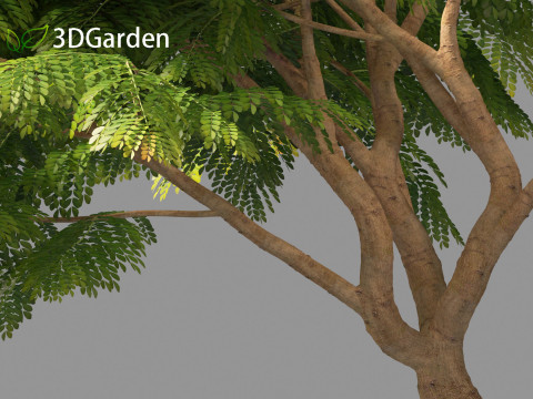 Cassia javanica - apple blossom tree 3D Model