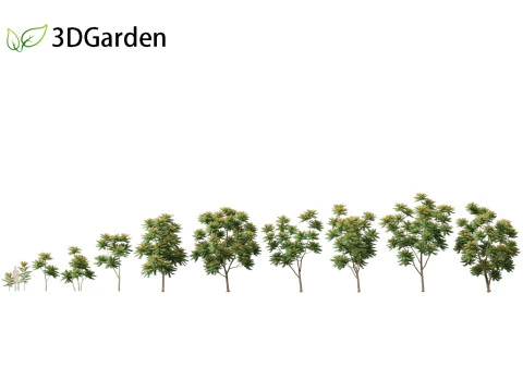 Chukrasia velutina - チッタゴンウッド 3Dモデル