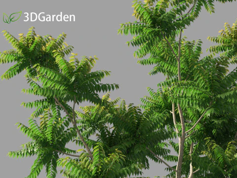 Chukrasia velutina - チッタゴンウッド 3Dモデル