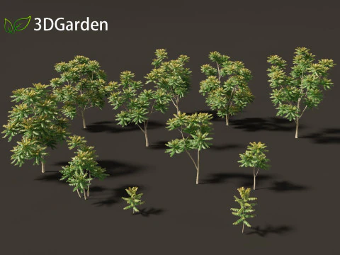 Chukrasia velutina - チッタゴンウッド 3Dモデル