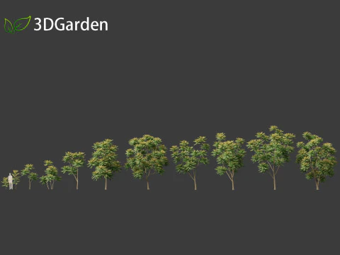 Chukrasia velutina - チッタゴンウッド 3Dモデル