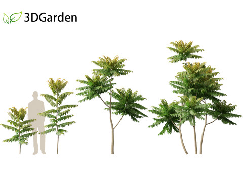 Chukrasia velutina - Chittagong Wood Modèle 3D