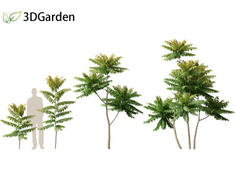 Chukrasia velutina - チッタゴンウッド 3Dモデル