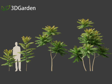 Chukrasia velutina - チッタゴンウッド 3Dモデル