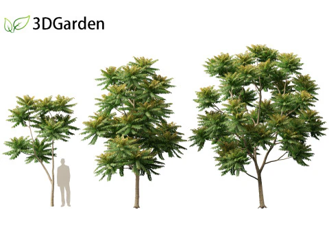 Chukrasia velutina - チッタゴンウッド 3Dモデル