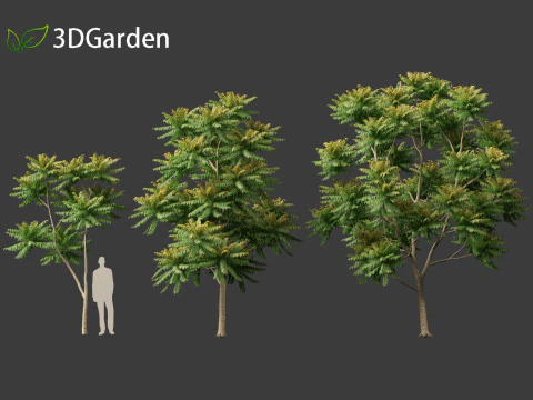 Chukrasia velutina - チッタゴンウッド 3Dモデル