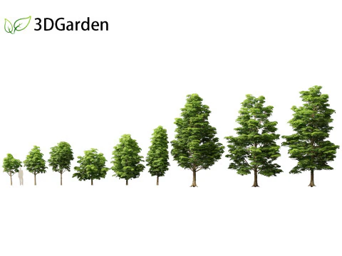 Dyera costulata - Jelutong 3D Model