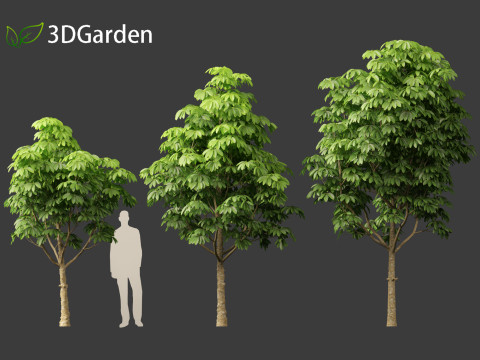 Dyera costulata - Jelutong Modello 3D