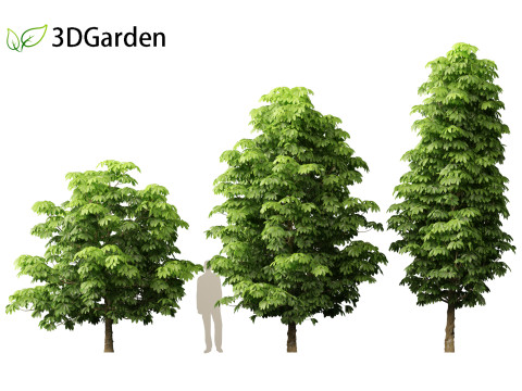 Dyera costulata - Jelutong Modello 3D