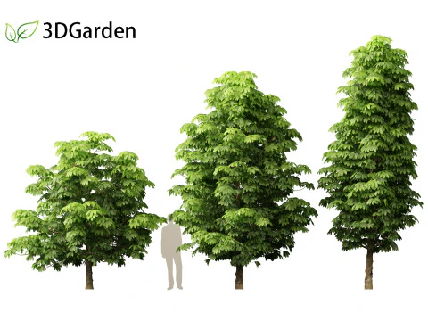 Dyera costulata - Jelutong 3D Model
