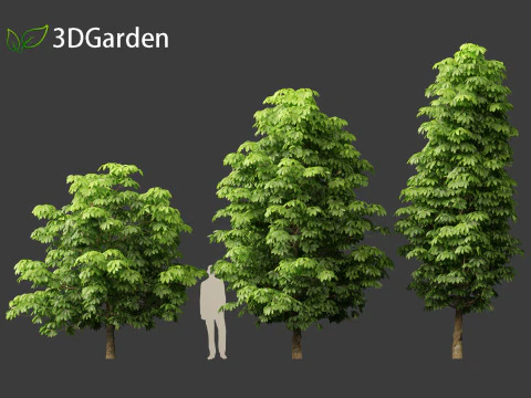 Dyera costulata - Jelutong 3D Model