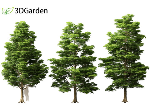 Dyera costulata - Jelutong Modello 3D