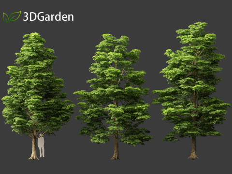Dyera costulata - Jelutong Modello 3D