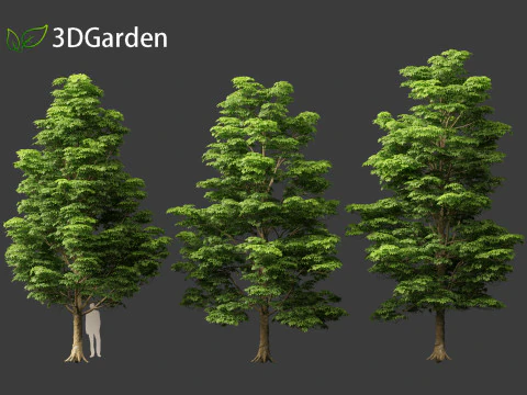 Dyera costulata - Jelutong 3D Model
