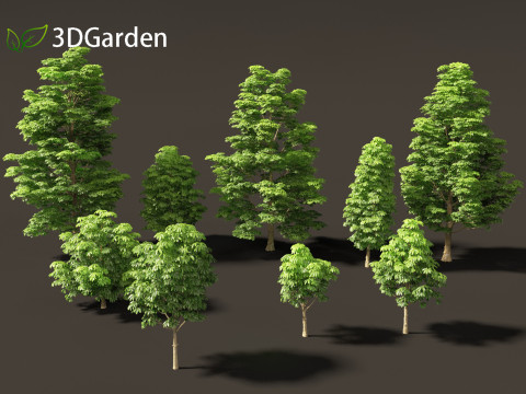 Dyera costulata - Jelutong Modello 3D
