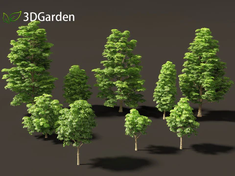 Dyera costulata - Jelutong 3D Model