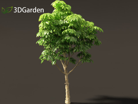 Dyera costulata - Jelutong Modello 3D